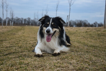Border collie is lying in the grass. He is so crazy dog on trip.