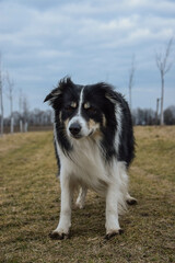 border collie is standing in the field in the nature, in mountain in czech republic. She is very happy.