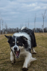 Naklejka na ściany i meble border collie is going in the field in the nature, in mountain in czech republic. She is very happy.