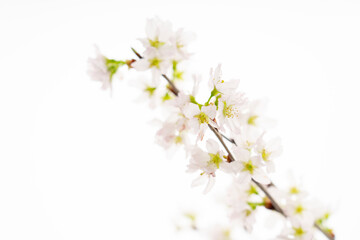 白の背景の桜