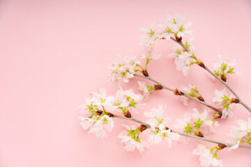Fototapeta na wymiar ピンクの背景に置いた桜