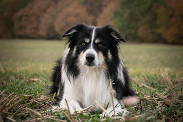 Border collie is lying in the grass. He is so crazy dog on trip.