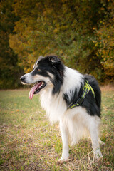 border collie is standing in the field in the nature, in mountain in czech republic. She is very happy.