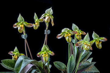 Paphiopedilum venustum orchid with nine flowers Opel at the same time