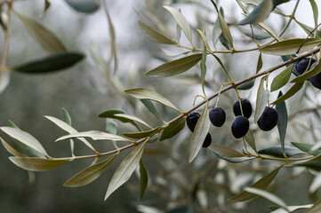 Harvesting olives. Branch of ripe tanches, blurred olive trees in the background . The black olive...