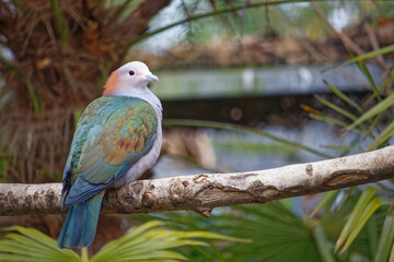 Oiseau de race Carcophage Pauline posé sur une branche dans le zoo de Branféré en Bretagne
