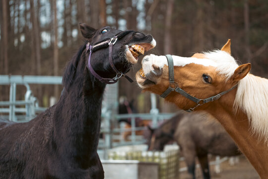 Ein Paint Horse und ein Haflinger Pferd spielen auf der Koppel