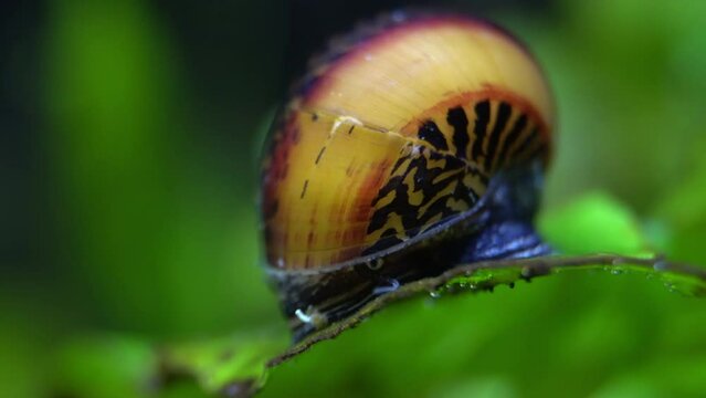 A Nerite Racer Snail (Vittina waigiensis) forages on an aquatic plant.