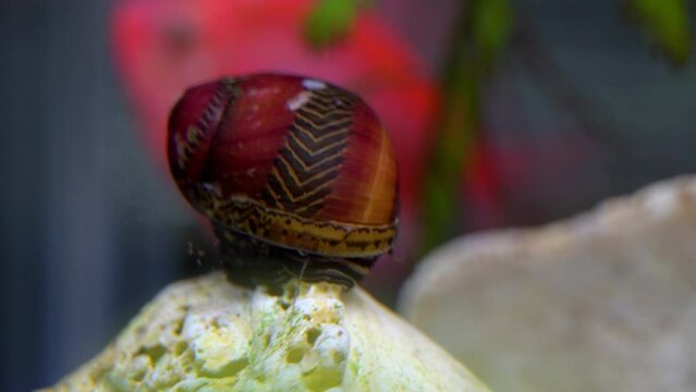 A Red Racer Nerite Snail (Vittina waigiensis) forages in an aquarium with a fish in the background.