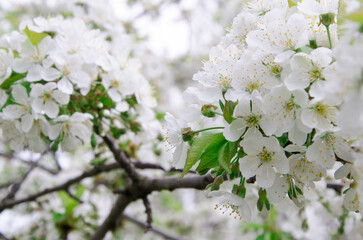 Blooming apple tree in spring time.