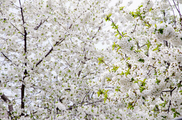 Blooming apple tree in spring time.