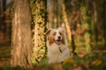 Australian shepherd is sitting in the forest. It is autumn portret.