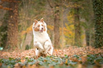 Australian shepherd is running in the leaves in the forest. Autumn photoshooting in park.