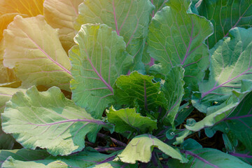 fresh green and violet brassica oleracea var on nature background, nature, vegetable, food, health