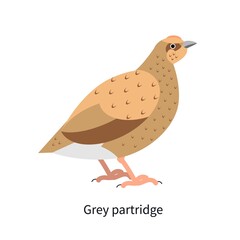 Grey-legged partridge profile. Perdix, English bird. Hun with brown plumage. Rotund gamebird, forest fauna. Flat vector illustration isolated on white background