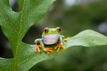 Afwasbaar fotobehang A cute red eyed frog is perched on a green leaf © heru