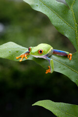 A cute red eyed frog is perched on a green leaf