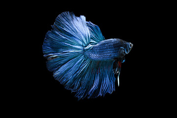 Beautiful and graceful blue betta fish