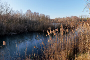 Reed-beds in the French Gâtinais Regional nature park