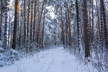 winter, sunny forest of the Urals