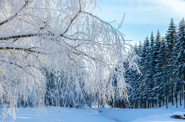 Winter Alexander park in snow, Pushkin (Tsarskoe Selo), St. Petersburg, Russia