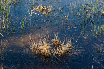 Frozen wet meadow in the French Gâtinais Regional Nature Park
