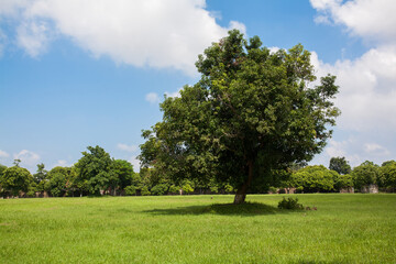 Fototapeta na wymiar Big tree in the field