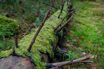 in the very depths of the autumn forest there is a slender and tall trunk of a fallen tree. The tree fell because of old age or storm wind. Trunk is densely covered with moss