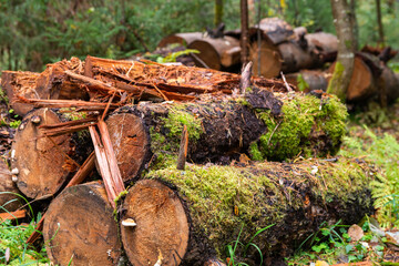 Closeup photo of wet utilized and sawn tree trunks are stacked in rows on the ground in the autumn rainy forest. Cutting down old and seek trees for the purpose of forest renewal