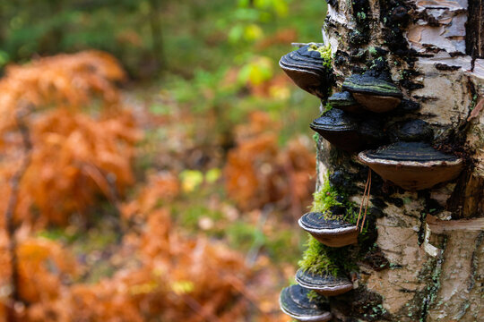 Phellinus igniarius or trivialize fungus on the tree trunk. It is fungus of family Hymenochaetaceae. This mushroom is a tinder parasitic on trees. Common names are willow bracket and fire sponge