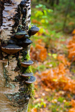 Phellinus igniarius or trivialize fungus on the tree trunk. It is fungus of family Hymenochaetaceae. This mushroom is a tinder parasitic on trees. Common names are willow bracket and fire sponge