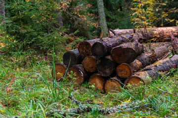 Felled and sawn tree trunks on the ground in the autumn forest. Cutting down old and seek trees for the purpose of forest renewal
