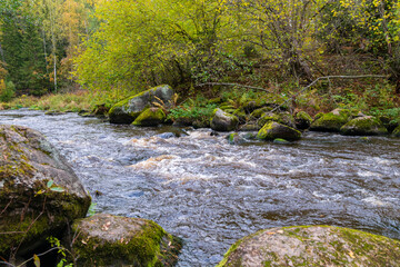 Forest landscape. A fast stream with rapids on the background of an autumn forest. On the banks of the stream there are large boulders densely covered with moss