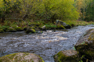 Naklejka na ściany i meble Forest landscape. A fast stream with rapids on the background of an autumn forest. On the banks of the stream there are large boulders densely covered with moss