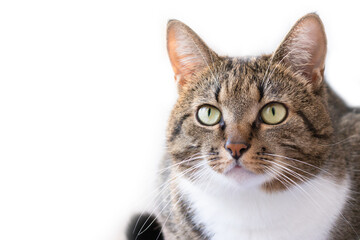 Portrait of gray shorthair domestic tabby cat in front of white background. Domestic animal. Selective focus.