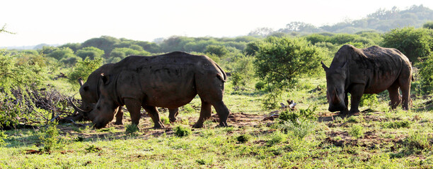 White rhino or square-lipped rhinoceros (Ceratotherium simum) foraging in African savanna : (pix...