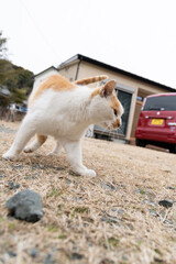 歩く猫　茶トラ白