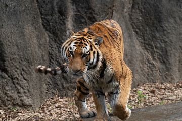 カッコいいトラ