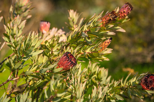 "Protea Neriifolia" Images – Browse 98 Stock Photos, Vectors, and Video