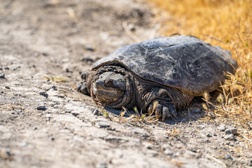 Common Snapping Turtle lying on the ground. Turtle in its natural habitat.