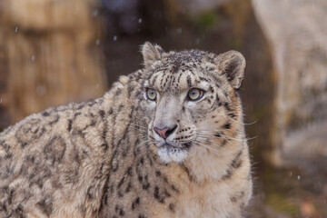 ユキヒョウ　雪豹　雪豹の表情