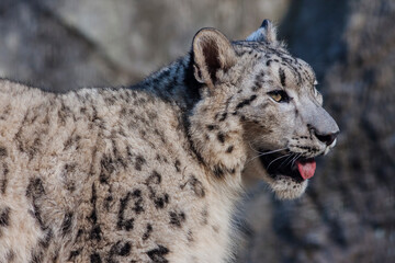 Obraz premium ユキヒョウ 雪豹 雪豹の表情