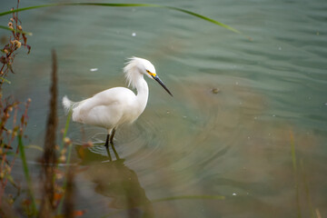 Snowy egret (Egretta thula) stands in the lake. 