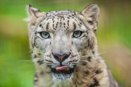 雪豹 の画像 768 件の Stock 写真 ベクターおよびビデオ Adobe Stock 雪豹 の画像 768 件の Stock 写真 ベクターおよびビデオ Adobe Stock