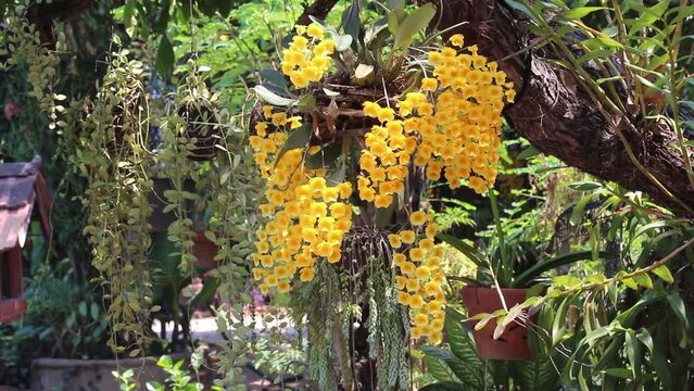 Yellow dendrobium orchid flowers hanging on tree branch in garden background