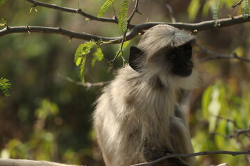 monkey sitting on green tree.