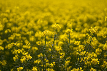 Fototapeta premium Natural floral background, yellow rapeseed flowers, Spain, background concept.