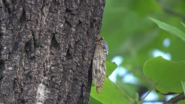 緑の葉を背景に、木に止まり鳴くアブラゼミ1匹の横姿のクローズアップを固定撮影した映像(環境音あり、セミの鳴き声)