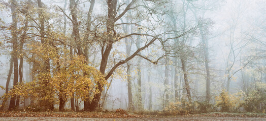 Panoramic Foggy Forest in Autumn, vintage camera FX