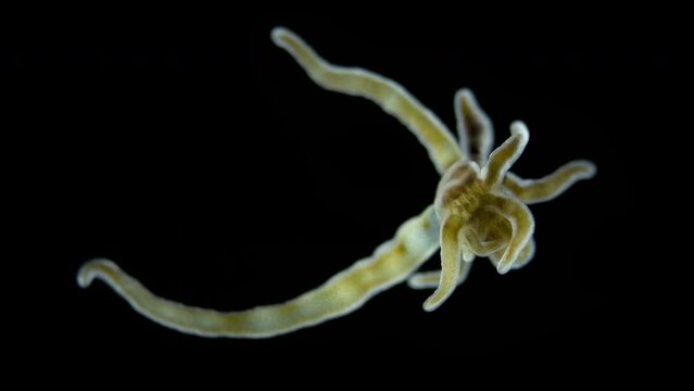 Larva of sea anemone Actiniaria under microscope, class Anthozoa, phylum Cnidaria. Looks like a sea hydra, has stinging cells that burn skin. Specimen found in Red Sea